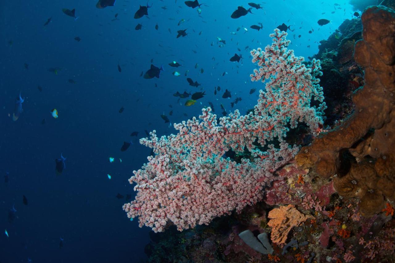 Murex Dive Resort Manado Buitenkant foto