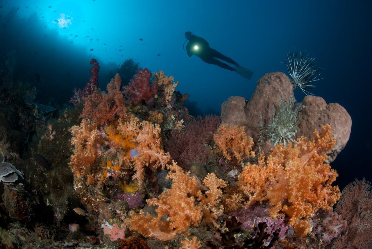 Murex Dive Resort Manado Buitenkant foto